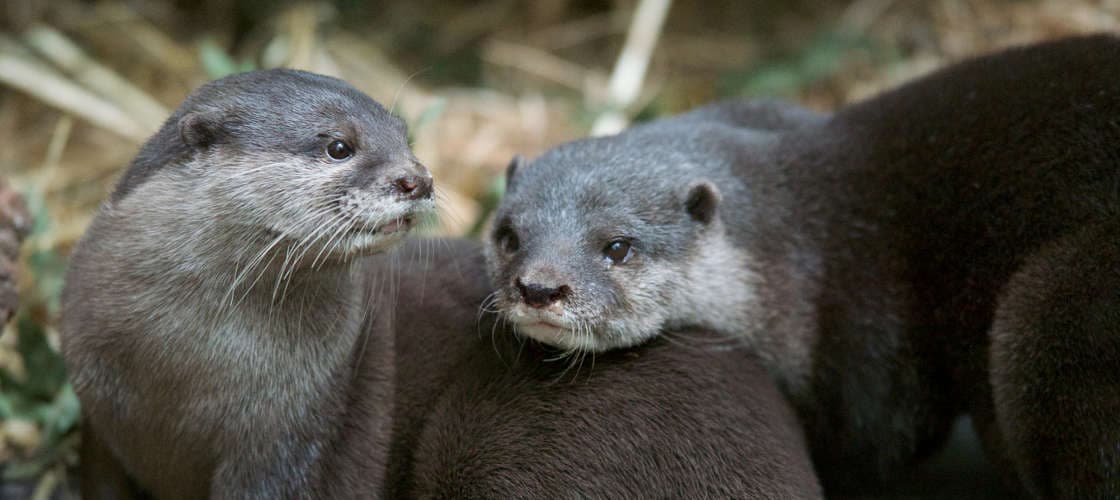 Melbourne Zoo Ticket - image 5